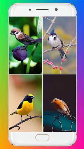 Birds Full HD Wallpaper स्क्रीनशॉट 1