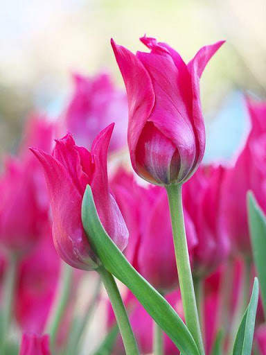 Flower Tulip HD screenshot 1