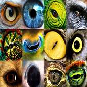 The eyes of animals on 9Apps