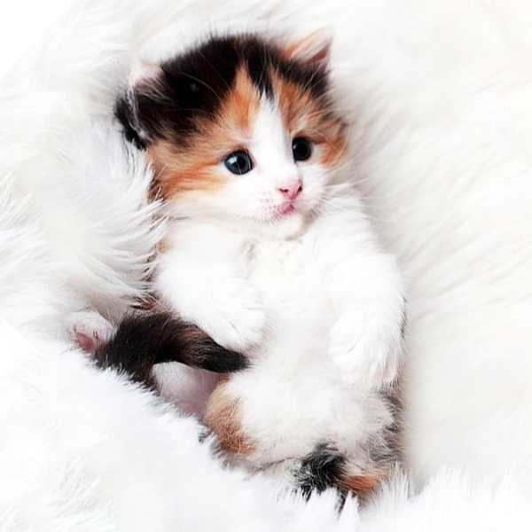 Cat Live Wallpaper screenshot 3