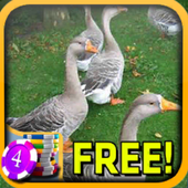 Geese Slots - Free icon