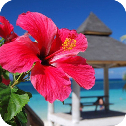 Hibiscus Flower Wallpaper Best 4K icon