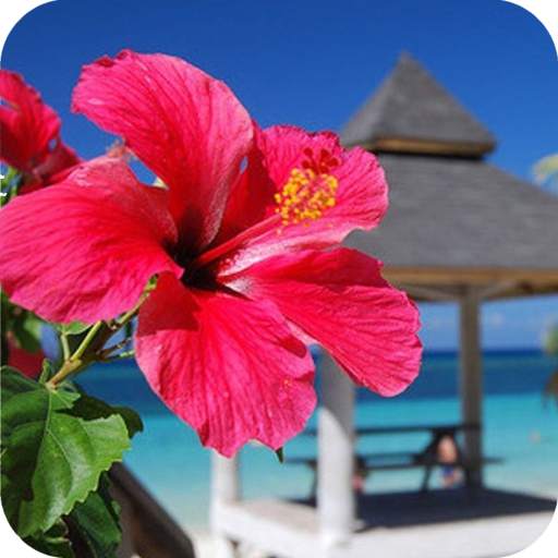 Hibiscus Flower Wallpaper Best 4K 1.07