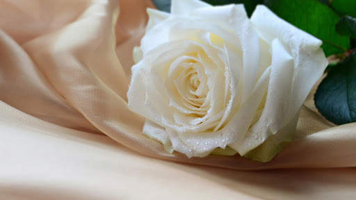 White Rose Live Wallpaper screenshot 6