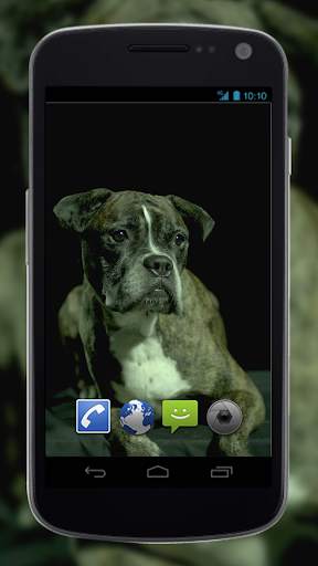 4K Dogs Slow-mo Video Live Wallpaper screenshot 1