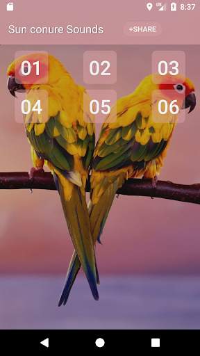 Sun conure bird sounds screenshot 1