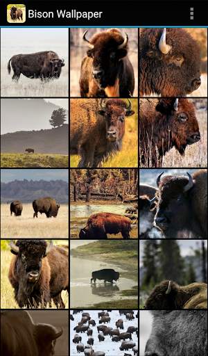 Bison Wallpaper screenshot 1