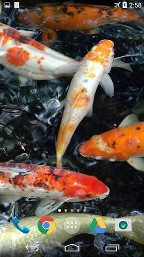 Koi 3D Live Wallpaper screenshot 5
