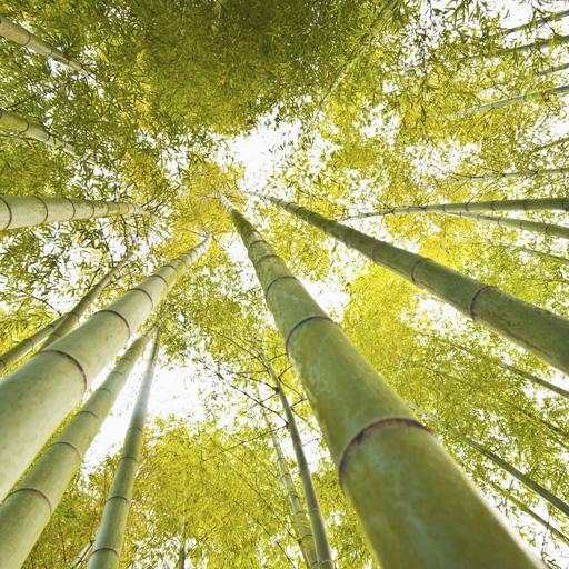 Bamboo live Wallpapers 12.0