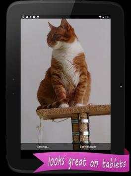 Live HD Cat Wallpaper screenshot 6