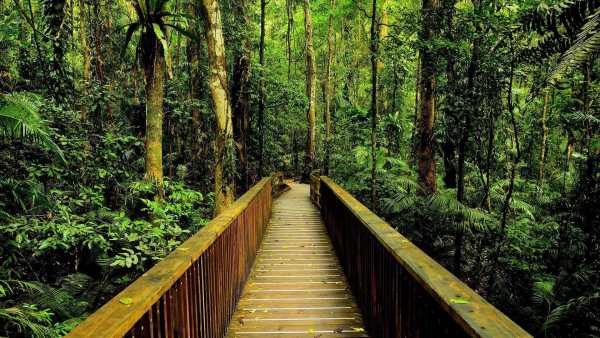 Jungle Live Wallpaper : 7fon & LWP screenshot 8