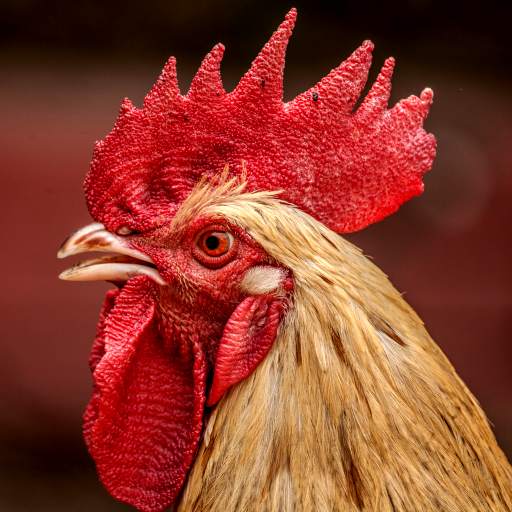 Rooster Sounds 2.0.0