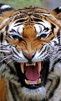 Tigers and Lions screenshot 3