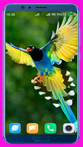 Bird Wallpaper Best 4K स्क्रीनशॉट 9