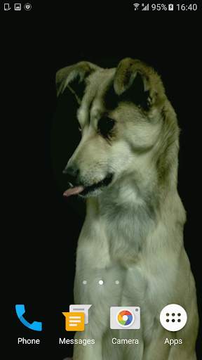 Dogs In Slow Motion Video screenshot 2