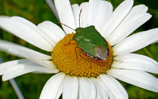 Beetle Wallpaper screenshot 4