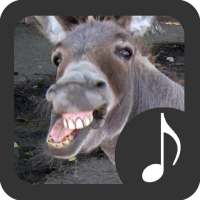 Donkey Sounds