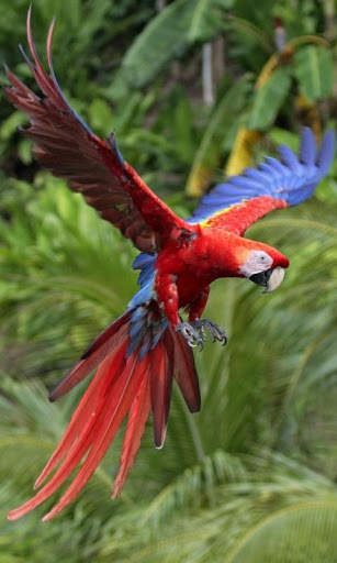 Parrots Live Wallpaper : 7fon & LWP screenshot 1