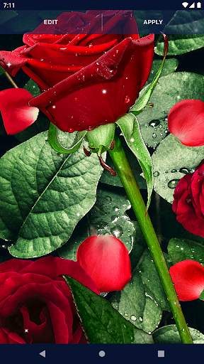 3D Red Rose Live Wallpaper 8 تصوير الشاشة