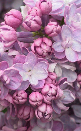 HD Lilac Flower Live Wallpaper screenshot 3