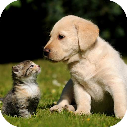 Labrador Live Wallpaper FREE 1.0