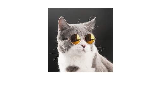 Fotos Fofas de Gatinhos para Papel de Parede screenshot 1