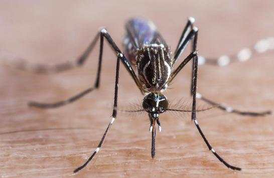 KILL Mosquito Prank screenshot 3