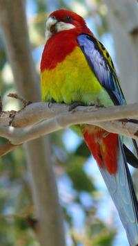 Beautiful Birds Wallpapers3 HD screenshot 1