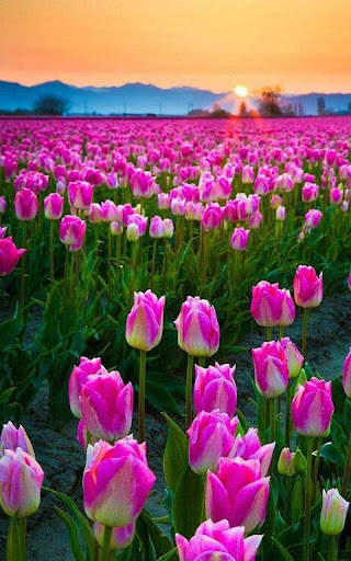 HD Pink Tulips Live Wallpaper screenshot 8
