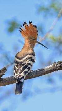 The Hoopoe Bird Wallpapers HD screenshot 1