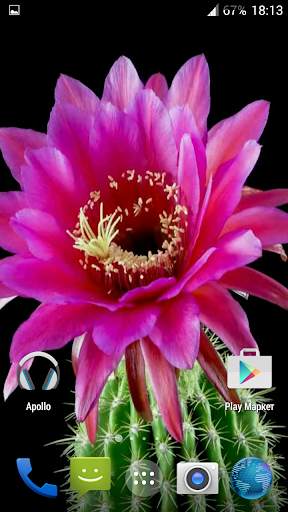 Cactus. Video Wallpaper screenshot 2