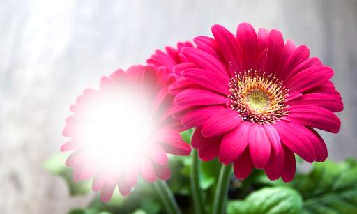 Flower Photo Frames screenshot 8