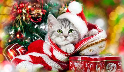 Christmas Wallpapers HD (backgrounds & themes) screenshot 7