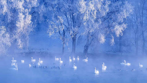 Swan Live Wallpaper : 7fon & LWP screenshot 12