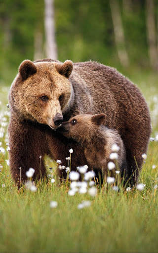 Bear Wallpapers | hd backgrounds screenshot 2