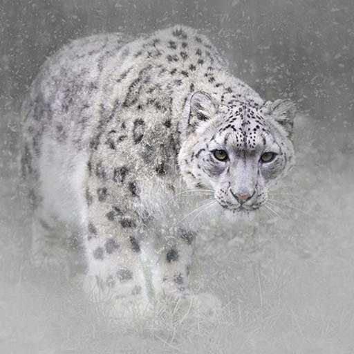 Snow Leopard Hd Wallpaper 3.1