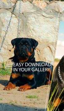 Wallpaper Rottweiler screenshot 4