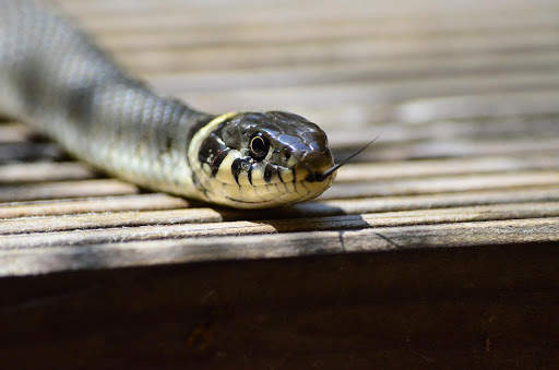 Snake Photo Frames screenshot 2