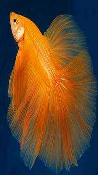 Cute Betta Fish Wallpapers screenshot 3