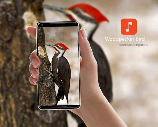 Woodpecker Bird Sounds screenshot 1