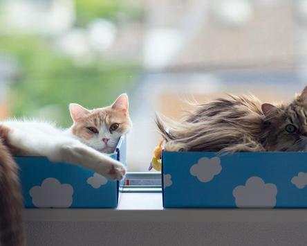 Cats Free Games Jigsaw Puzzles screenshot 5