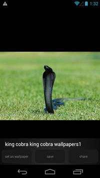 King Cobra Wallpapers Picture screenshot 3