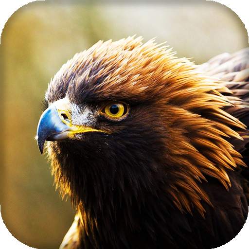Eagle Live Wallpaper : 7fon & LWP 16.0