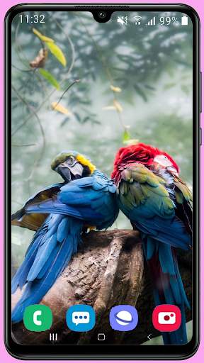 Parrots Wallpaper Best HD screenshot 12