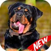 Wallpaper Rottweiler 1.0.3