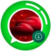 Status Saver 1.1