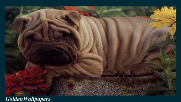 Shar Pei Wallpaper screenshot 2