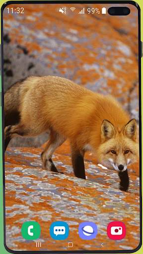 Fox Wallpaper Best HD screenshot 6