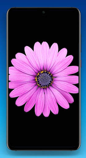 Beautiful Flower Wallpaper HD screenshot 1