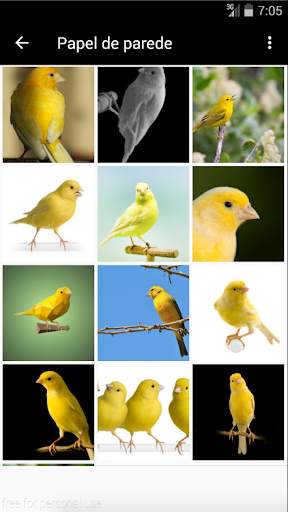 Canary bird sound स्क्रीनशॉट 3